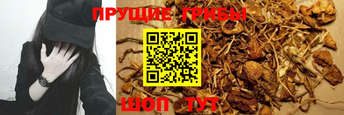 Галлюциногенные грибы GOLDEN TEACHER  Вход с VPN  Красноперекопск 